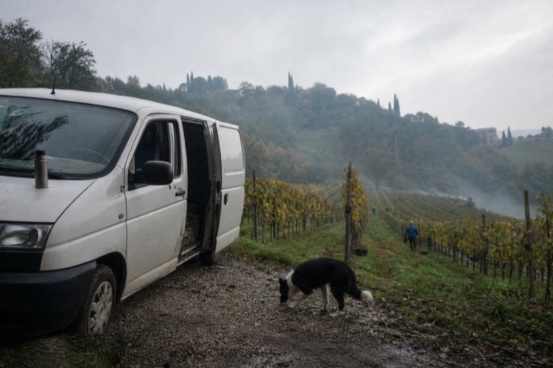 Amarone Wine Tour and Tasting from Venice, Padua or Verona