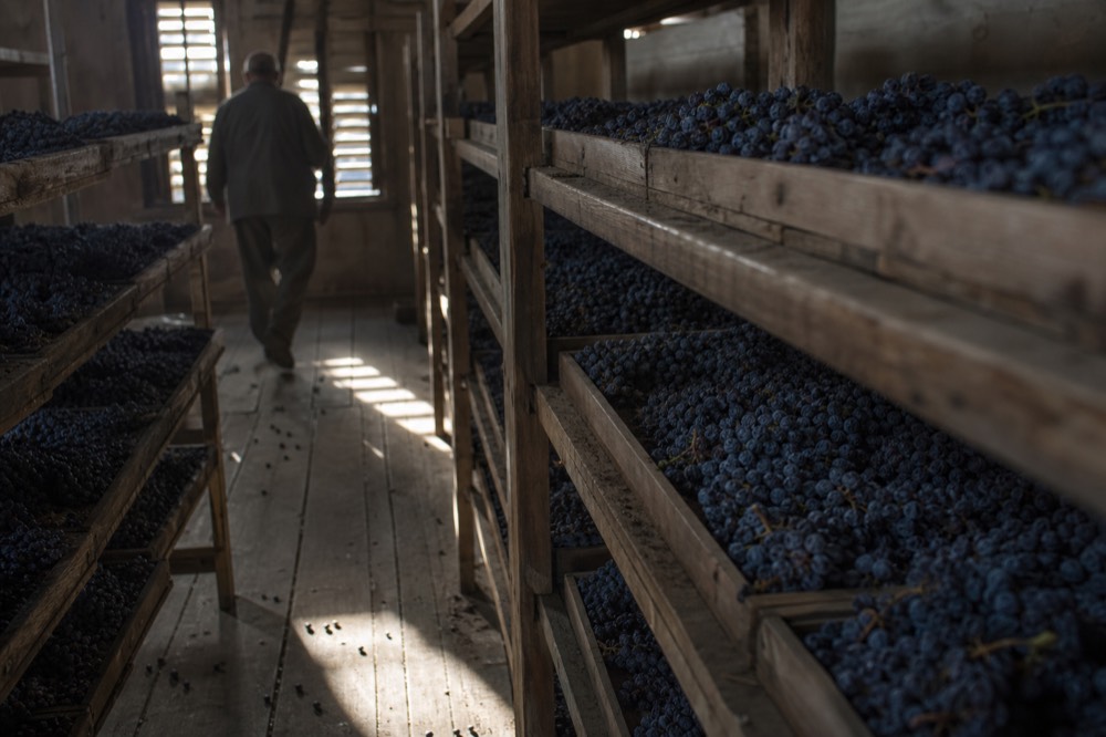 Drying grapes on racks in an appassimento loft, no text, no logos, no people