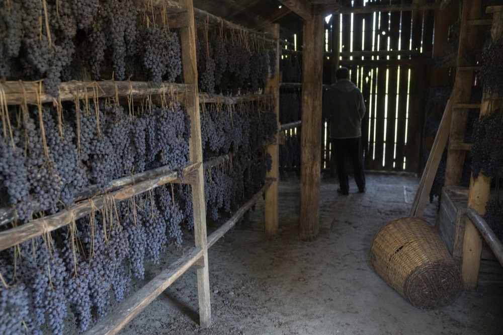 Grape bunches drying in a Valpolicella loft, no text, no logos, no people
