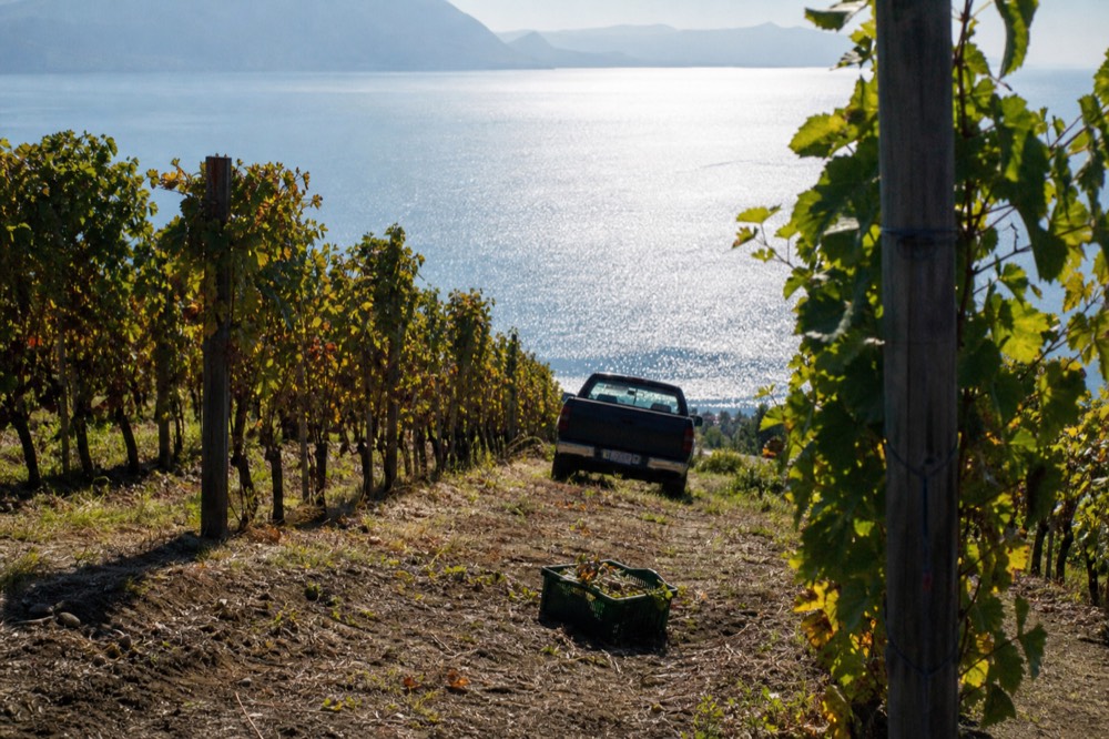 Vineyards on the hills sloping down to Lake Garda, no text, no logos, no people