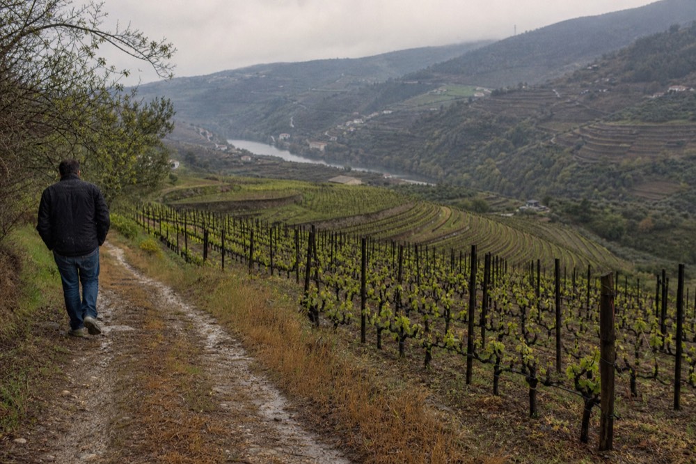 Rows of vines on a terraced hillside in the Verona hills, no text, no logos, no people