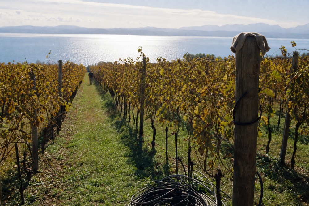 Vineyard rows running down to Lake Garda near Bardolino, no text, no logos, no people