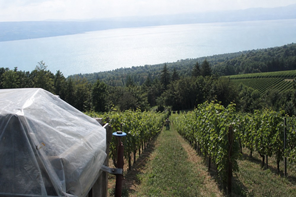 Vineyard rows on hills above Lake Garda, no text, no logos, no people