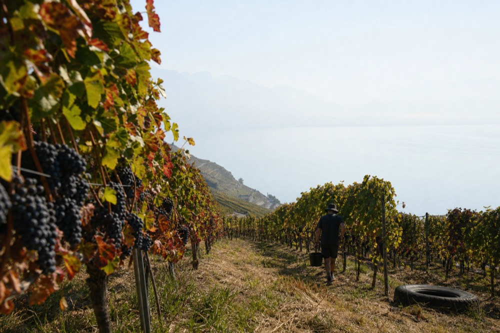 Vineyard rows on hills above Lake Garda with the water in the distance, no text, no logos, no people