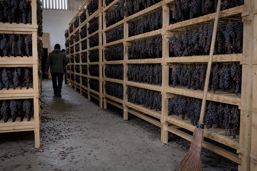 Amarone grapes drying on racks in a ventilated fruttaio loft, no text, no logos, no people