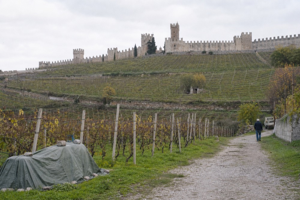Medieval walls and castle of Soave above Garganega vineyards, no text, no logos, no people