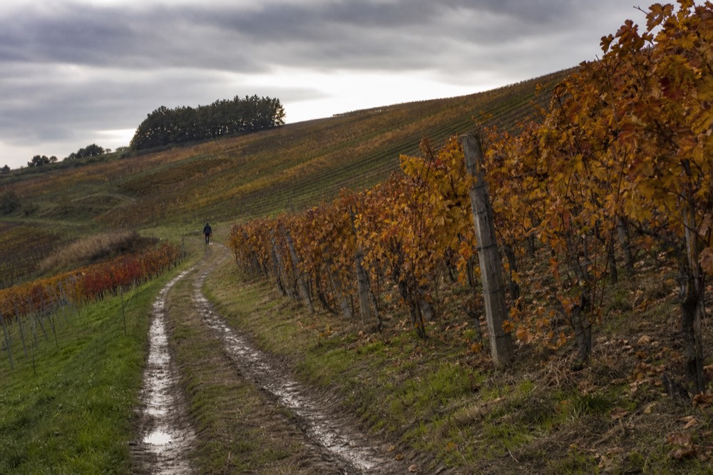 Valpolicella vineyard in autumn, no text, no logos, no people