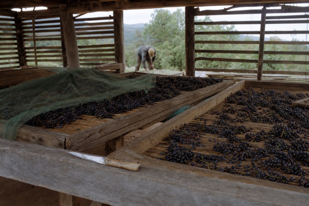 Grapes drying on wooden trays in a ventilated fruttaio loft, no text, no logos, no people