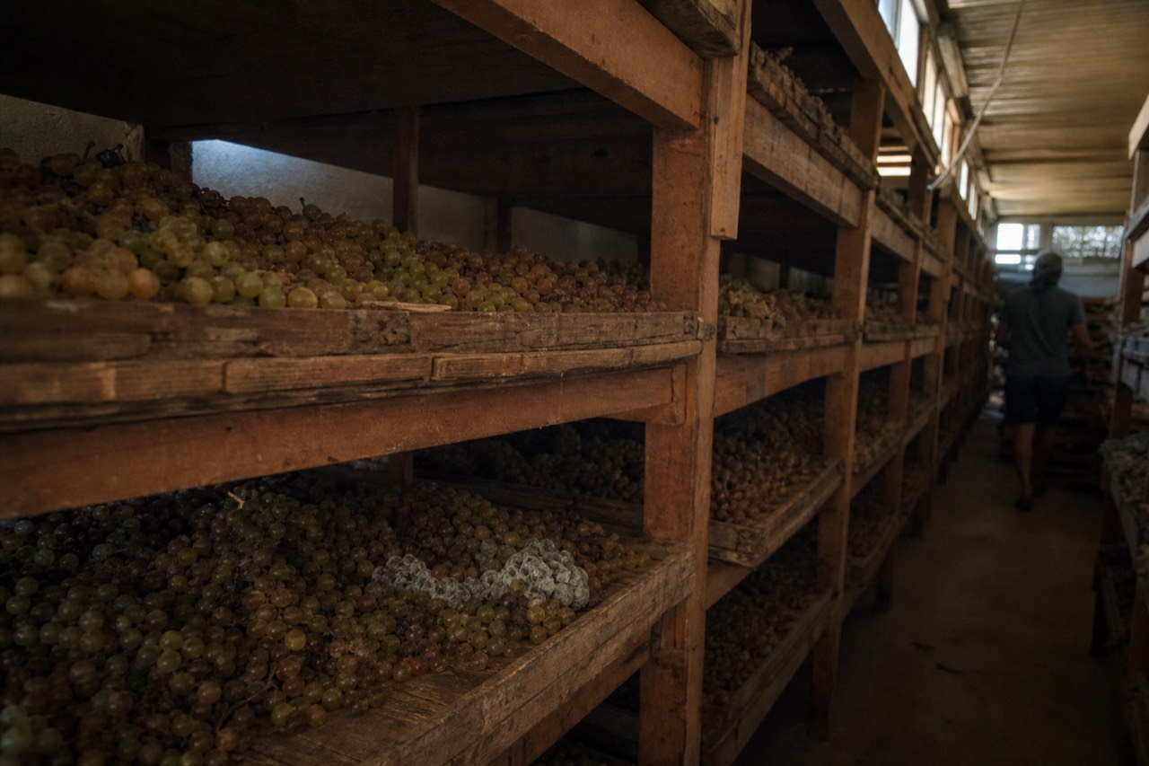 Rows of drying grapes on wooden racks in a dark Valpolicella fruttaio, no text, no logos, no people
