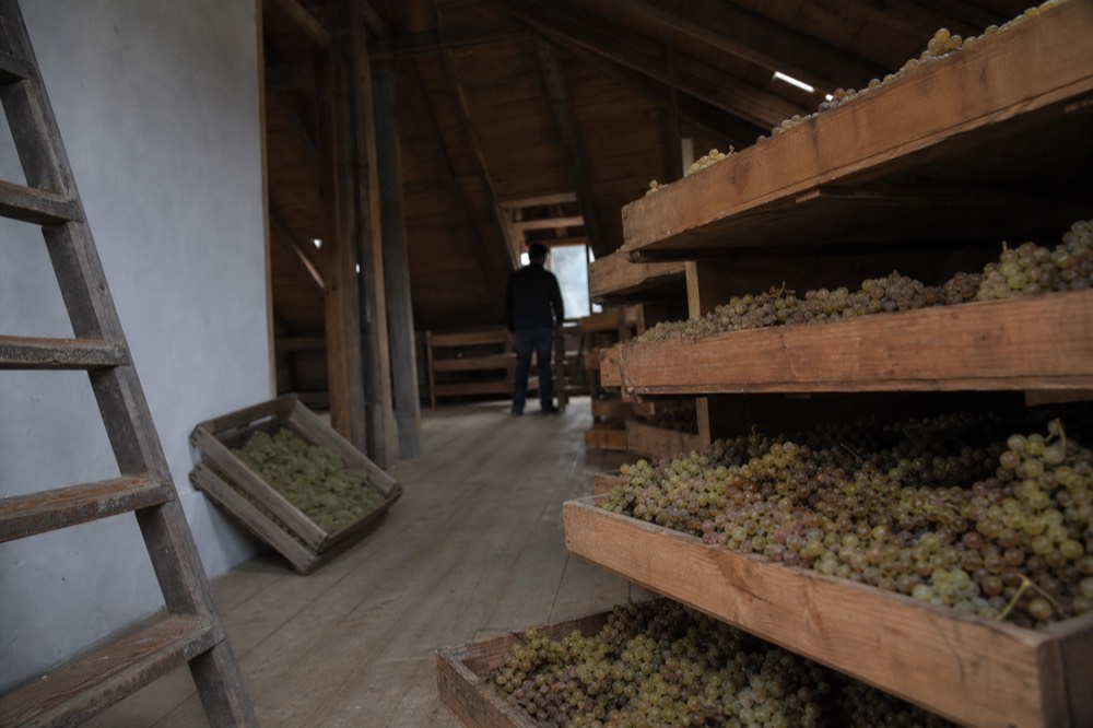 Amarone grapes drying on racks in a ventilated Valpolicella loft, no text, no logos, no people