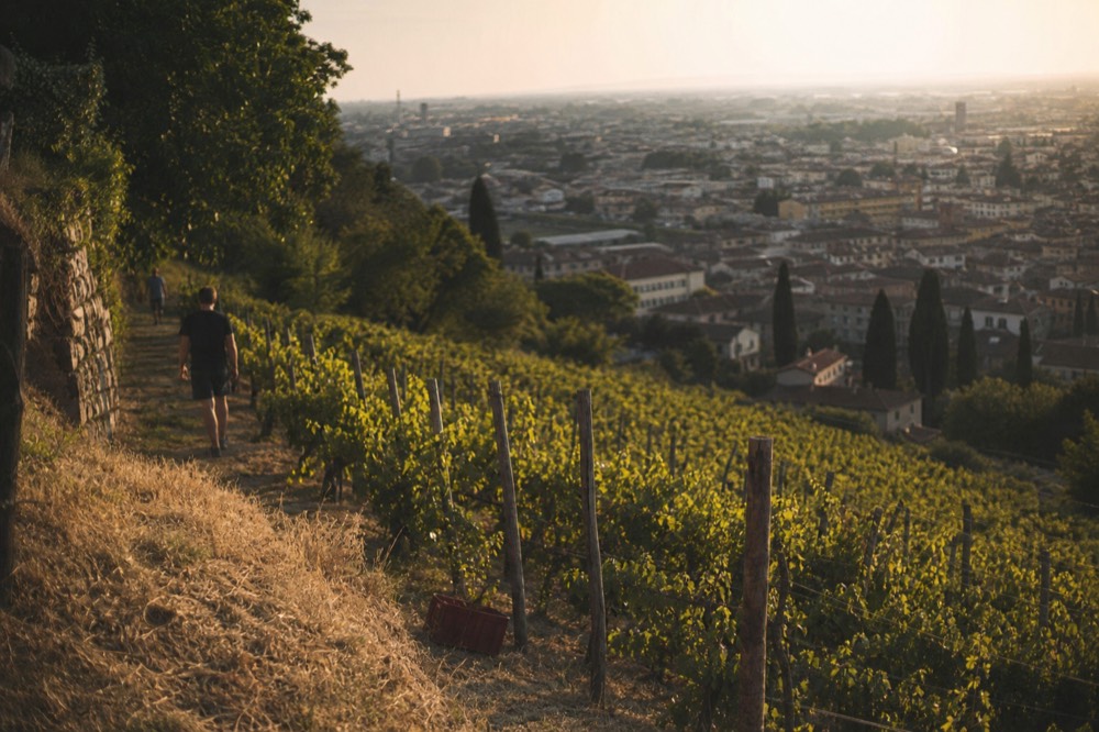 Terraced vineyard rows on a Soave hillside at golden hour, no text, no logos, no people