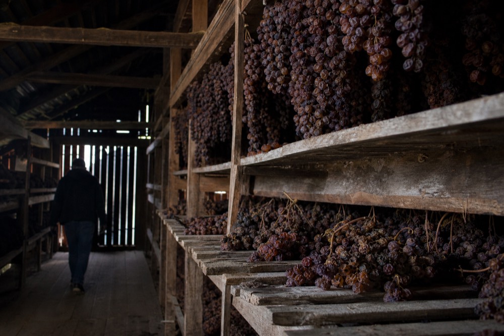 Bunches of Corvina grapes spread on wooden drying racks in a dark ventilated loft, no text, no logos, no people