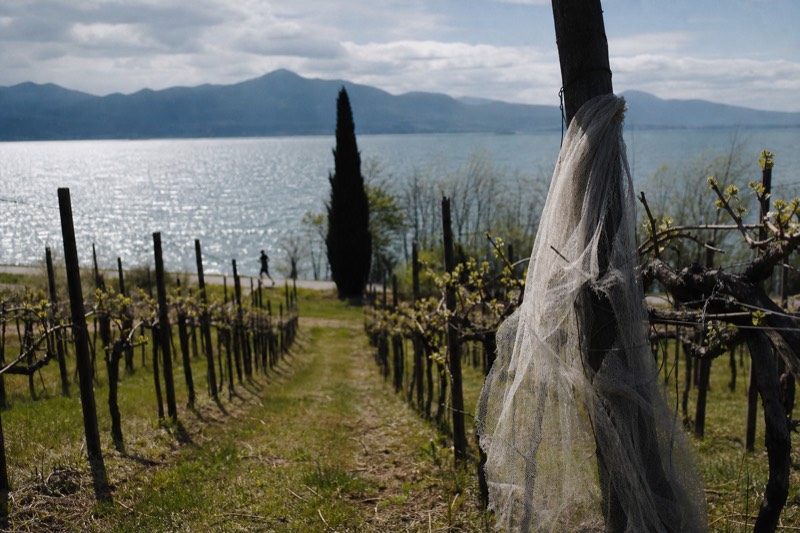 Bardolino vineyards sloping down to the Lake Garda shore near Lazise