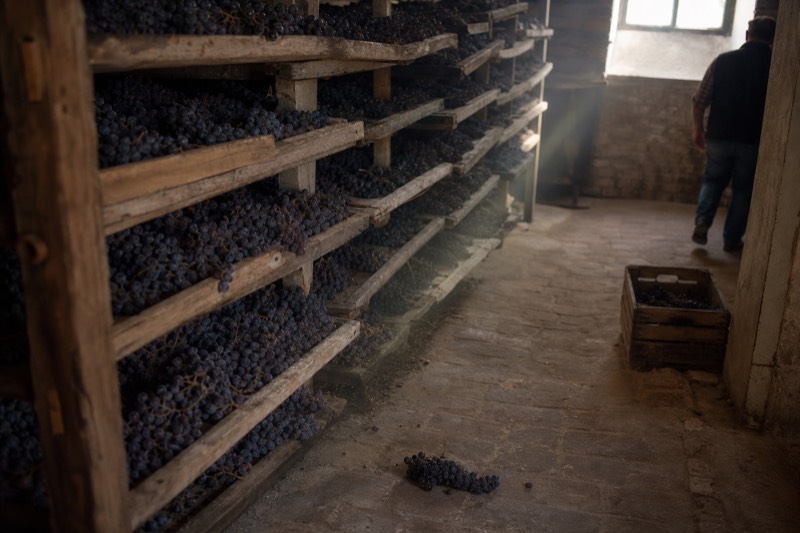 Corvina grapes drying on racks in a Valpolicella fruttaio for Amarone