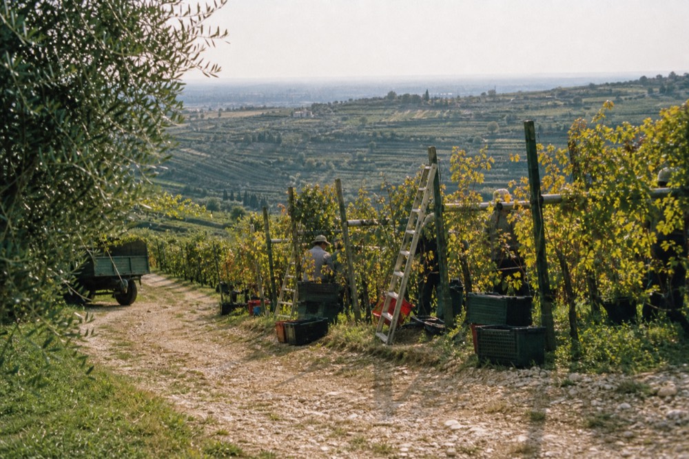 Vineyard rows on a Valpolicella hillside in autumn with the first yellowing leaves, no text, no logos, no people
