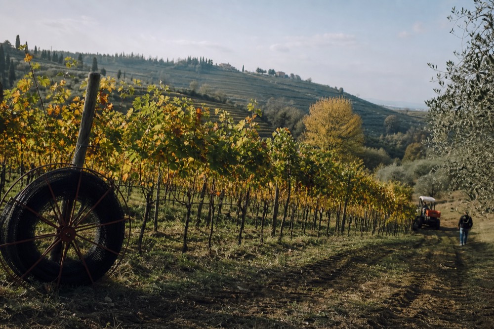 Vineyard rows on a Valpolicella hillside estate, no text, no logos, no people