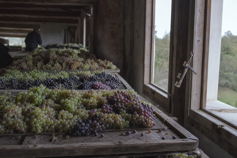 Grapes drying on wooden racks in a fruttaio loft, no text, no logos, no people