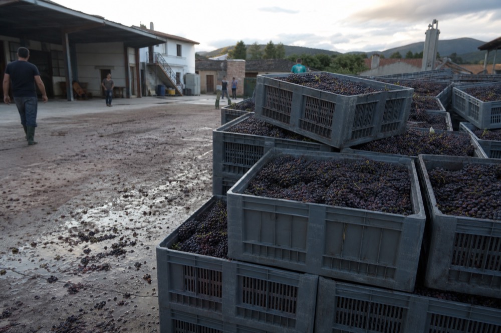 Harvest crates of red grapes in a Valpolicella courtyard, no text, no logos, no people