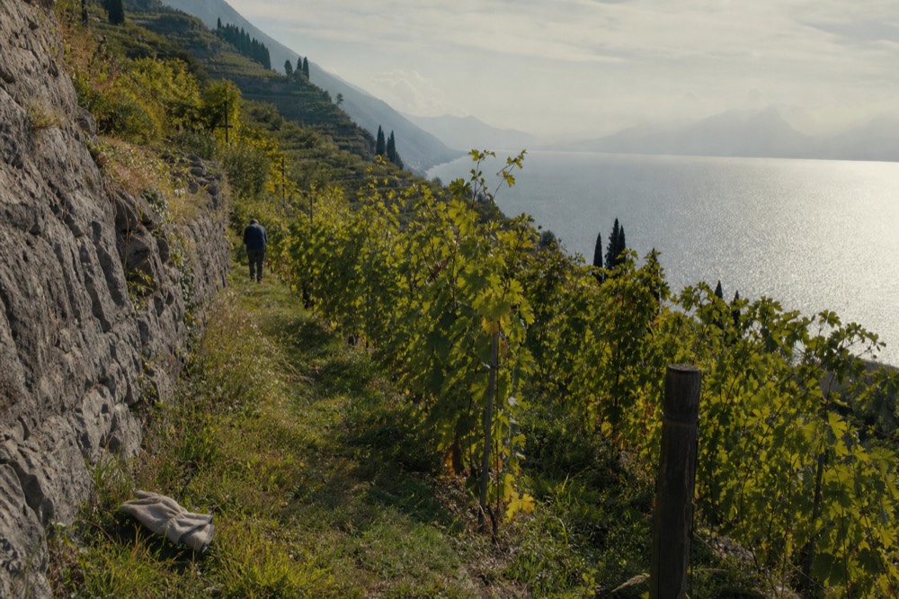 Rows of vines on moraine hills above Lake Garda, no text, no logos, no people
