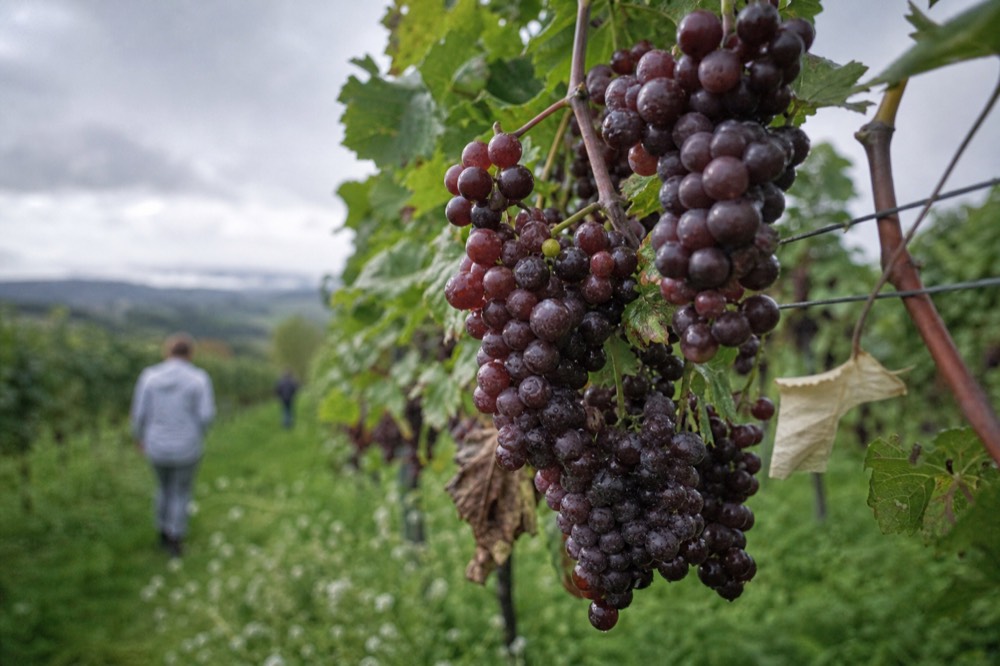 Close view of red wine grapes on the vine in the Bardolino zone, no text, no logos, no people