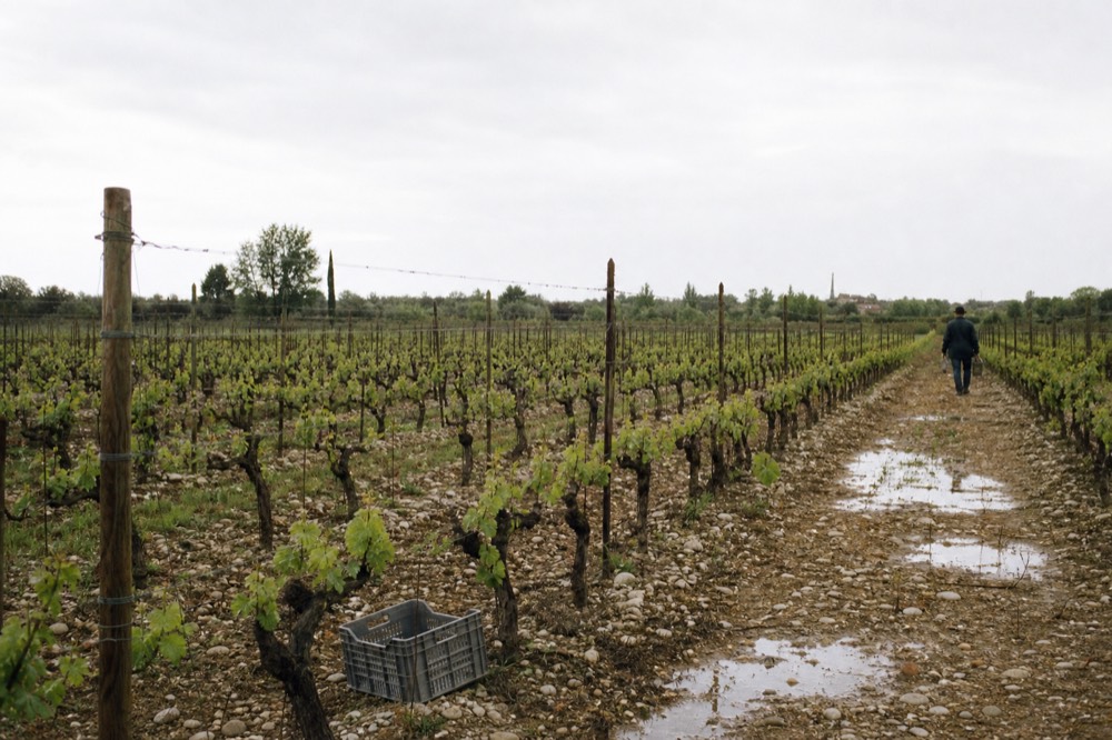 White Turbiana grapevines on flat moraine soil near the south shore of Lake Garda, no text, no logos, no people