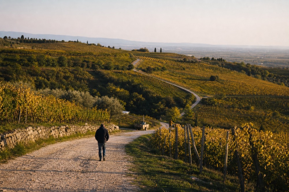Rolling moraine hills with mixed white-grape vineyards near Custoza, no text, no logos, no people