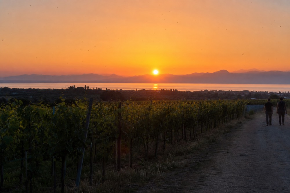 Sunset over Lake Garda with vine rows in the foreground near Peschiera, no text, no logos, no people