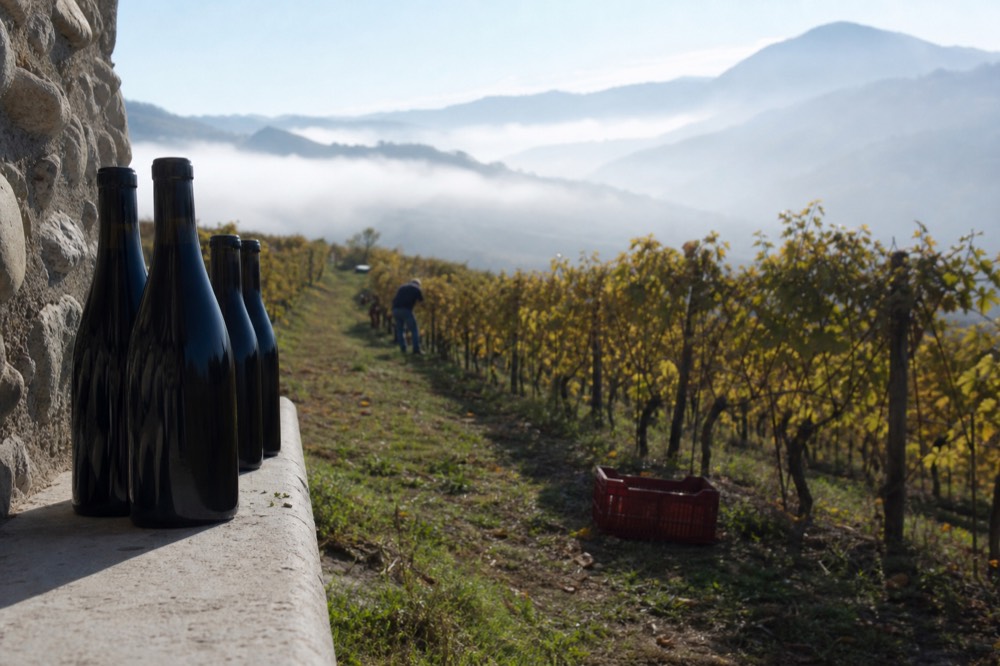 Ripasso wine bottles and vineyard, no text, no logos, no people