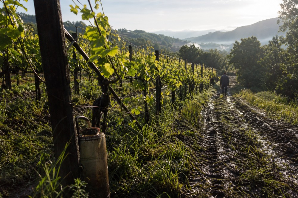 Rows of Corvina vines on a pergola-trained hillside vineyard in Valpolicella, no text, no logos, no people