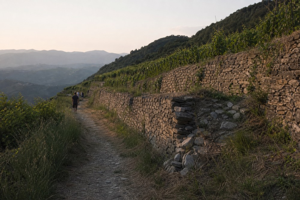 Dry-stone terraced vineyard walls in the Valpolicella Classico hills near Negrar, no text, no logos, no people