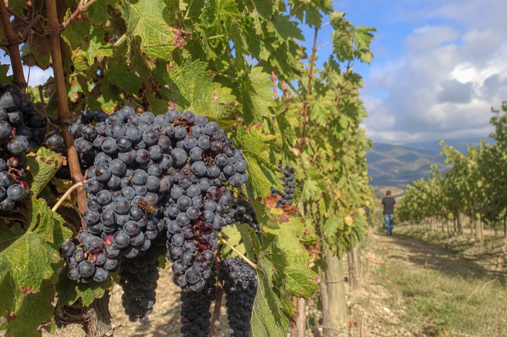 Close-up of ripe Corvina grape bunches on the vine before harvest, no text, no logos, no people