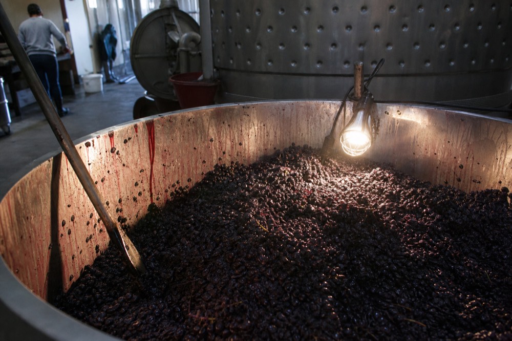 Amarone grape skins in a steel tank after pressing, dark and glistening, no text, no logos, no people