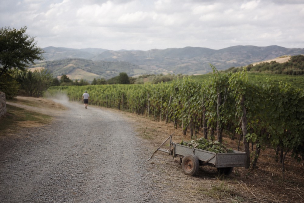 A gravel road winding through neat rows of vines with the Valpolicella hills in the background, no text, no logos, no people