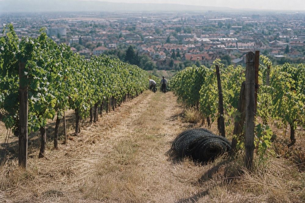 Rows of vines on a hillside above Verona at midday, no text, no logos, no people