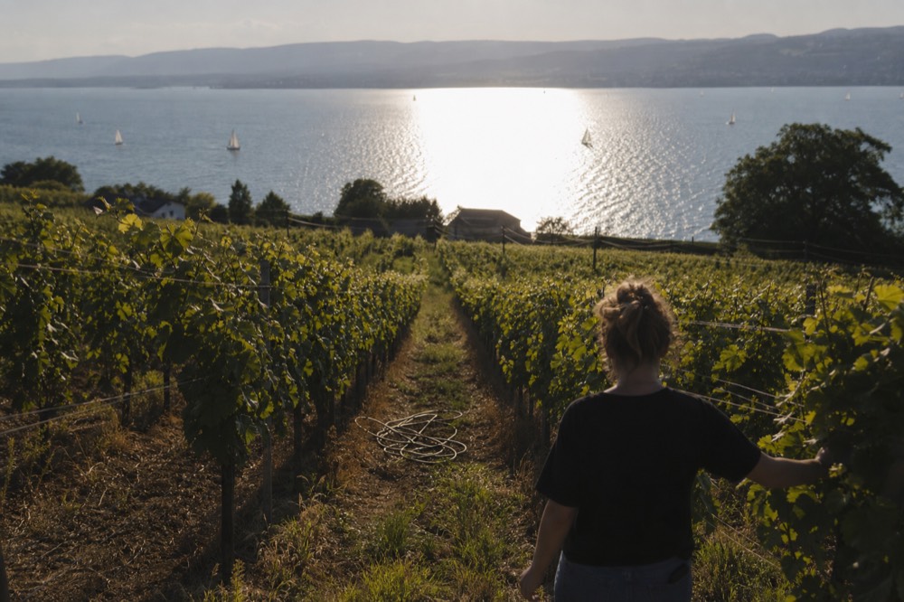 Vineyard rows running toward Lake Garda near Bardolino, no text, no logos, no people