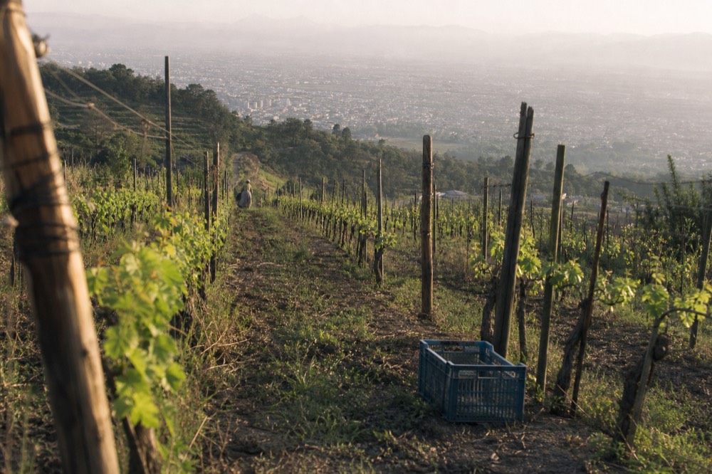 Vineyard rows on a hillside terrace above a valley near Verona, no text, no logos, no people