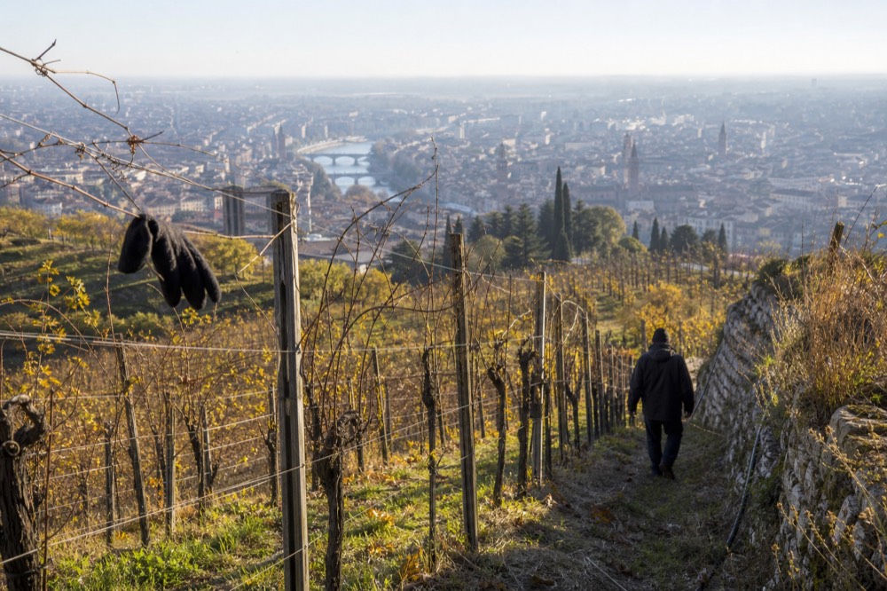 Terraced vineyards on hillsides above Verona with the city below, no text, no logos, no people