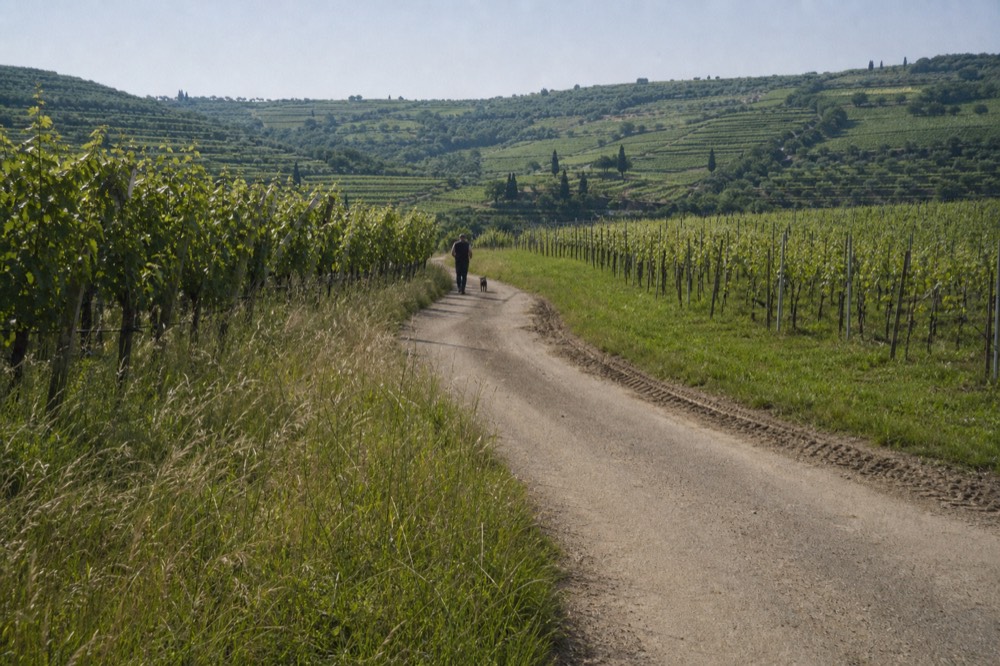 A country road through the Valpolicella hills with vineyards on both sides, no text, no logos, no people